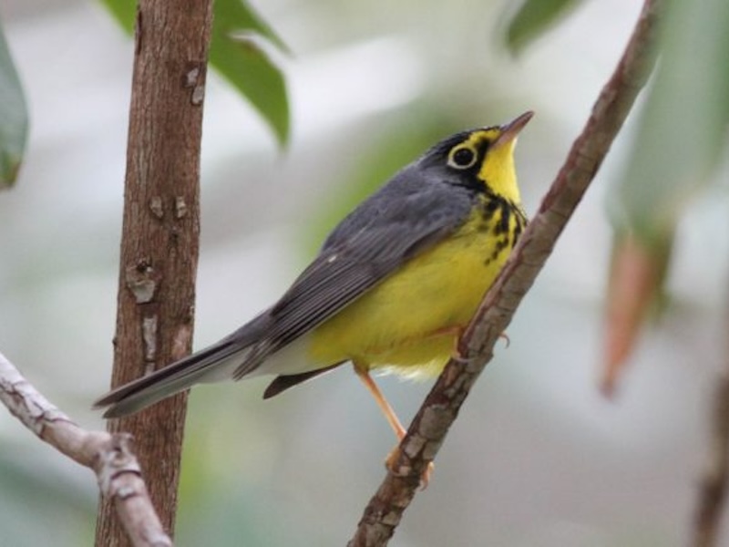 Trailing-Edge Populations