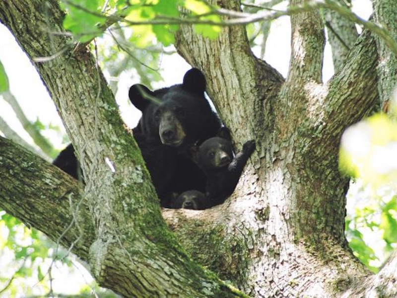 Louisiana Black Bear
