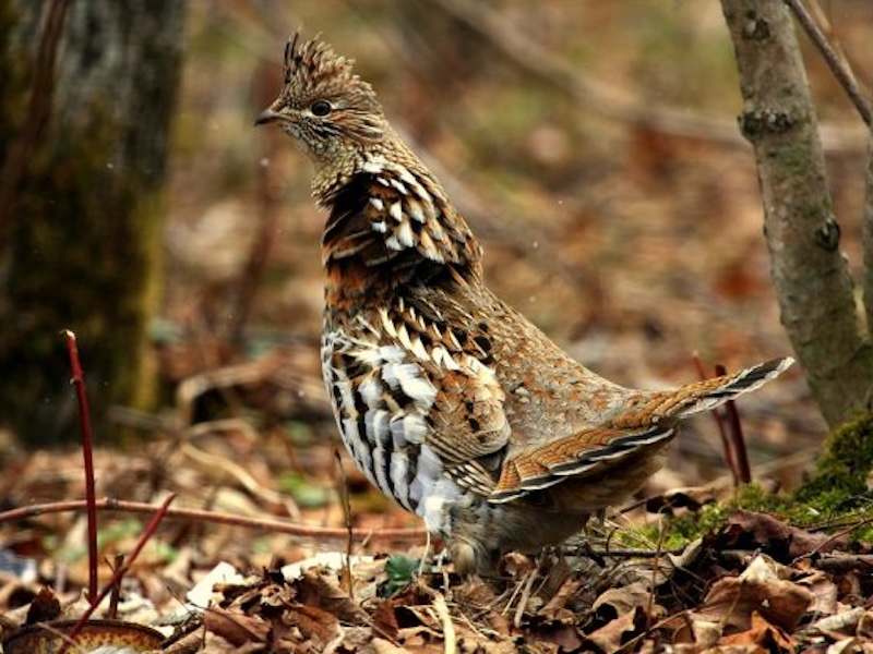 Ruffed Grouse
